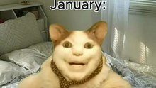 Pov your cat based according to your birth month cat meme memes cats owners