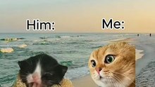 Pov Me and my boyfriend at the beach meme, couples memes, funny cats, fun, cat stories, couple memes, funny stories