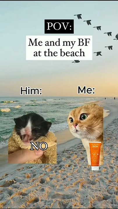 Pov Me and my boyfriend at the beach meme, couples memes, funny cats, fun, cat stories, couple memes, funny stories