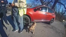 Bebé encontrado a vaguear na rua em Kansas City. Cão ajudou no resgate