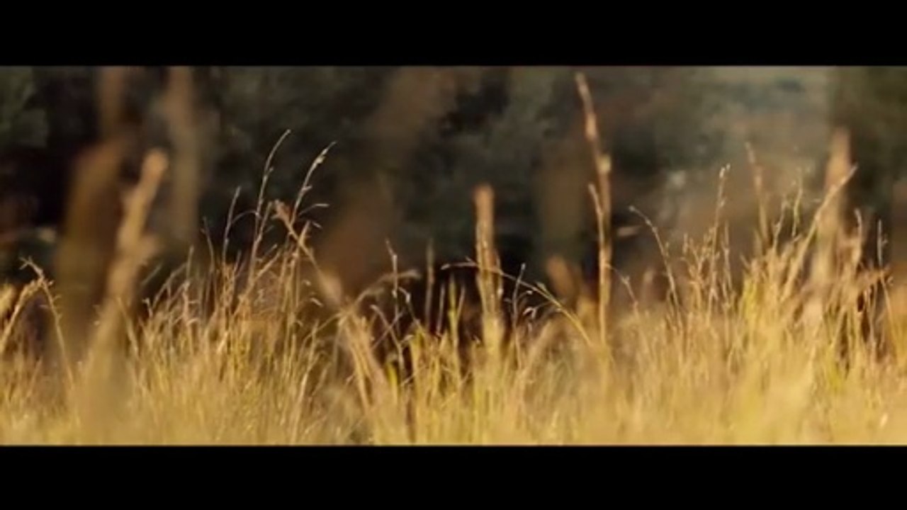Tree with Leaves Full Movie