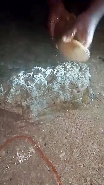 Cleaning Rare Giant Sea Cucumbers | Asian Seafood Delicacy