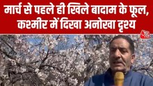 कश्मीर में समय से पहले खिले बादाम के फूल, जानें कारण