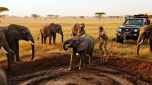 Elephant Calf Stuck in Mud Rescue “Saving the Smallest Giant”