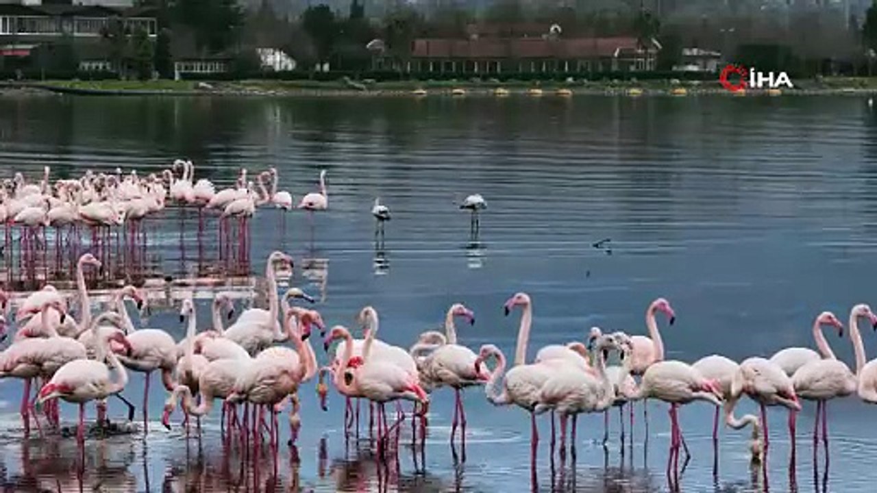 Flamingos Paint Winter Scenes in Izmit Bay, Türkiye