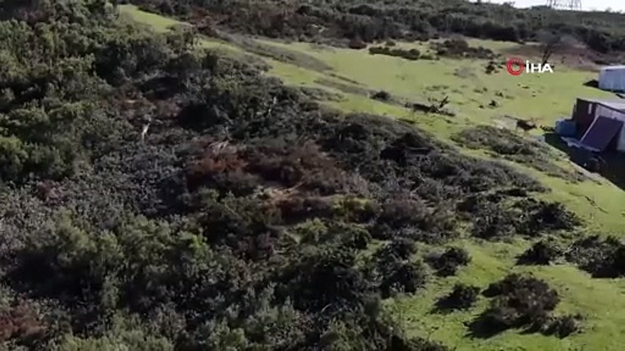Deer Spotted in Tuzla Forest in Istanbul, Türkiye