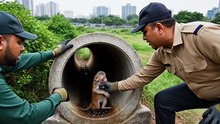 Baby Monkey Rescued from Urban Edge Caught Between City and Jungle”