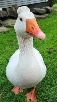 Lemongrab is determined to win the argument while Tooey pretends she doesn't know him. | #SparklegleamFarm #Lemongrab #Tooey #farm #goose #farmanimals #soft #cute