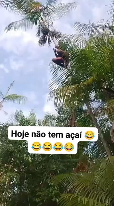 açaí