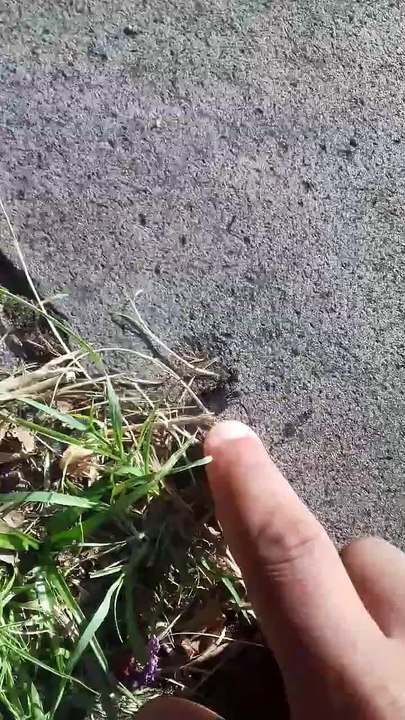 DikLoko em... UFC NA RUA