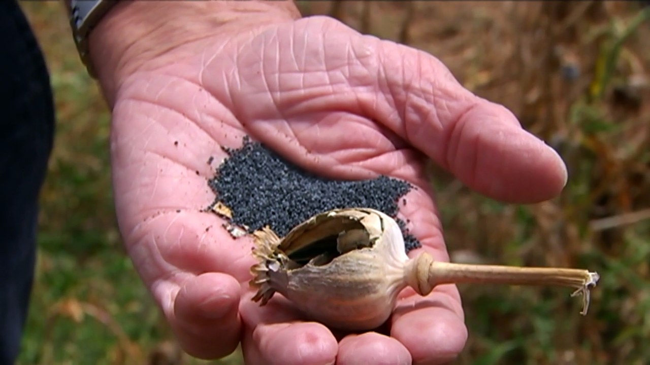 Police investigating the theft of 1700 poppy plants from a Ballarat farm