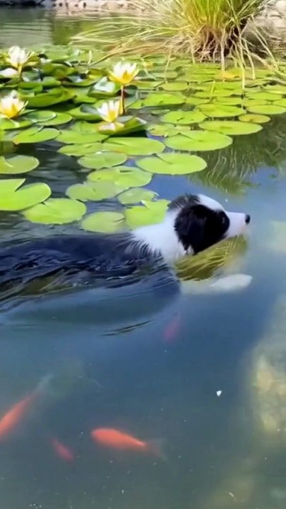 Border Collies Puppies video