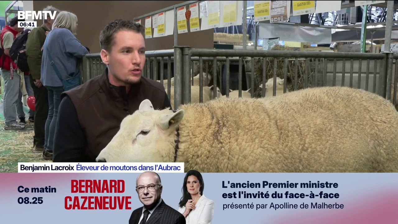 Le mouton, nouvelle star du Salon de l'agriculture en l'absence des bovins