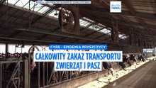 Cypr walczy z epidemią pryszczycy. Całkowity zakaz transportu zwierząt i pasz