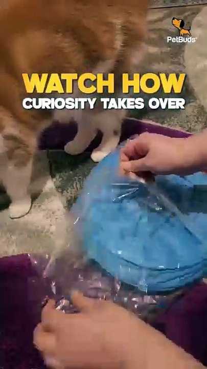 3 Way Cat Tunnels for Indoor Fun