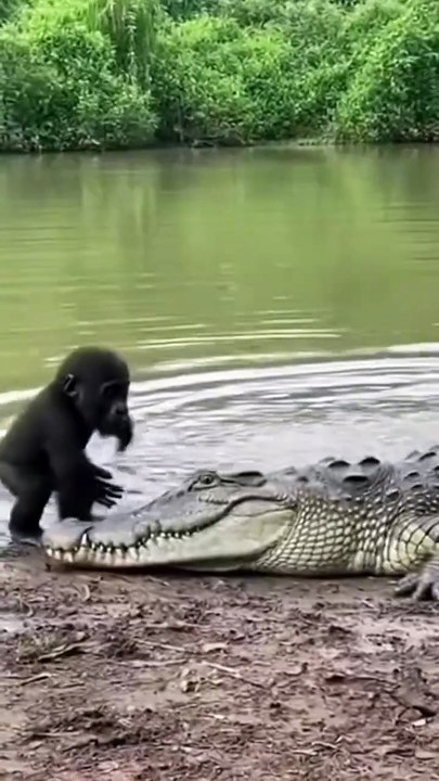 Wildlife animal.  Gorilla mom protect your son