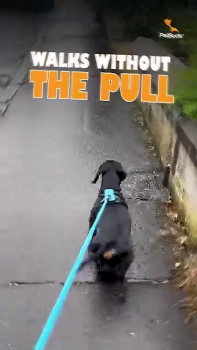 No Dog Pull Harness  Adjustable & Comfortable for Stress-Free Walks