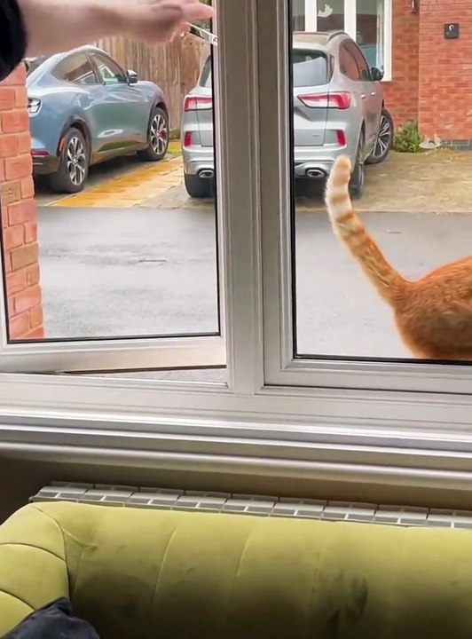 Smart cat