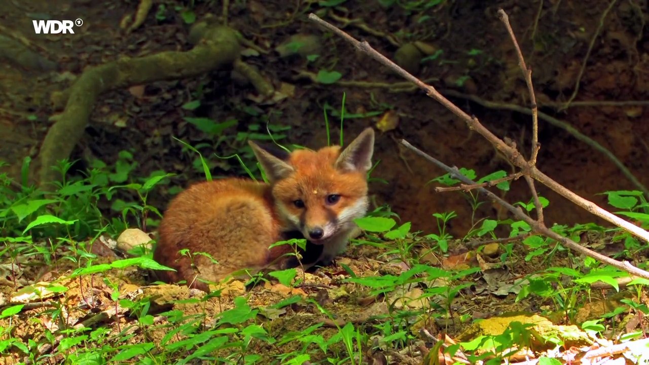 Die Talsperren im Bergischen Land: Erlebnis Erde