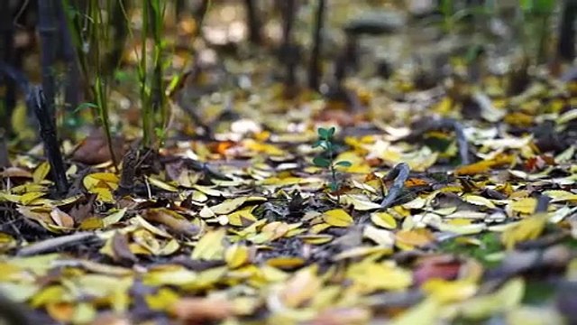 Forest Natural Noise 🌲 Relaxing Nature Sounds for Deep Sleep (No Music) Peaceful Forest Ambience | Natural Sounds for Sleeping & Meditation Calming Forest Sounds 🌿 8 Hours Nature Noise for Stress Relief