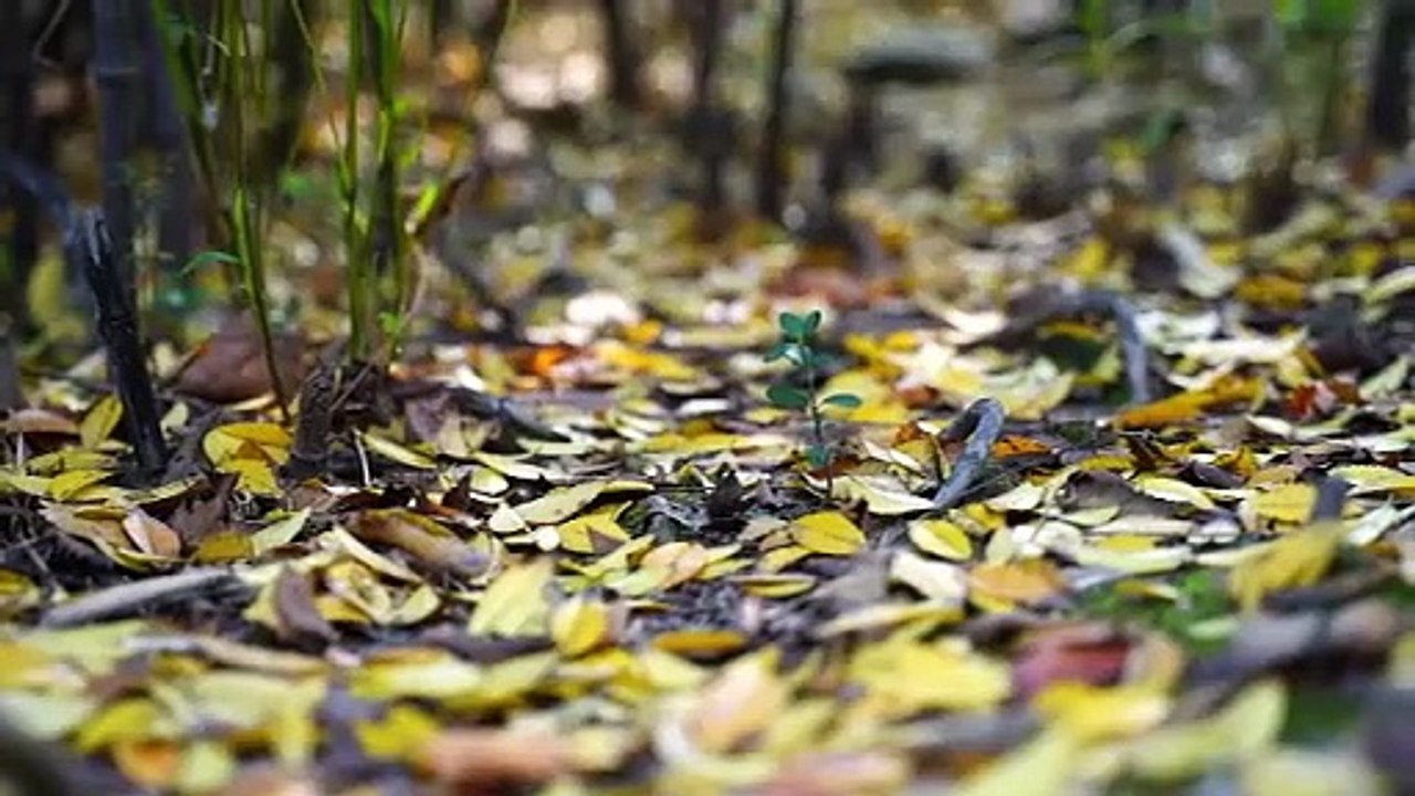 Forest Natural Noise 🌲 Relaxing Nature Sounds for Deep Sleep (No Music)  Peaceful Forest Ambience | Natural Sounds for Sleeping & Meditation  Calming Forest Sounds 🌿 8 Hours Nature Noise for Stress Relief