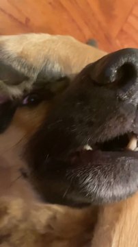 Funny German shepherd Dog Talking short video Animals Humor with Pet GSD Dog trick. 😂😂😂😂😂😂follow me please please like subscribe