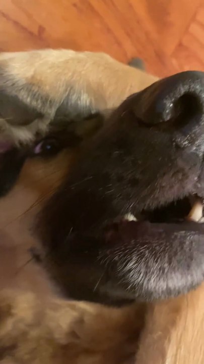 Funny German shepherd Dog Talking short video Animals Humor with Pet GSD  Dog  trick. 😂😂😂😂😂😂follow me please please like subscribe