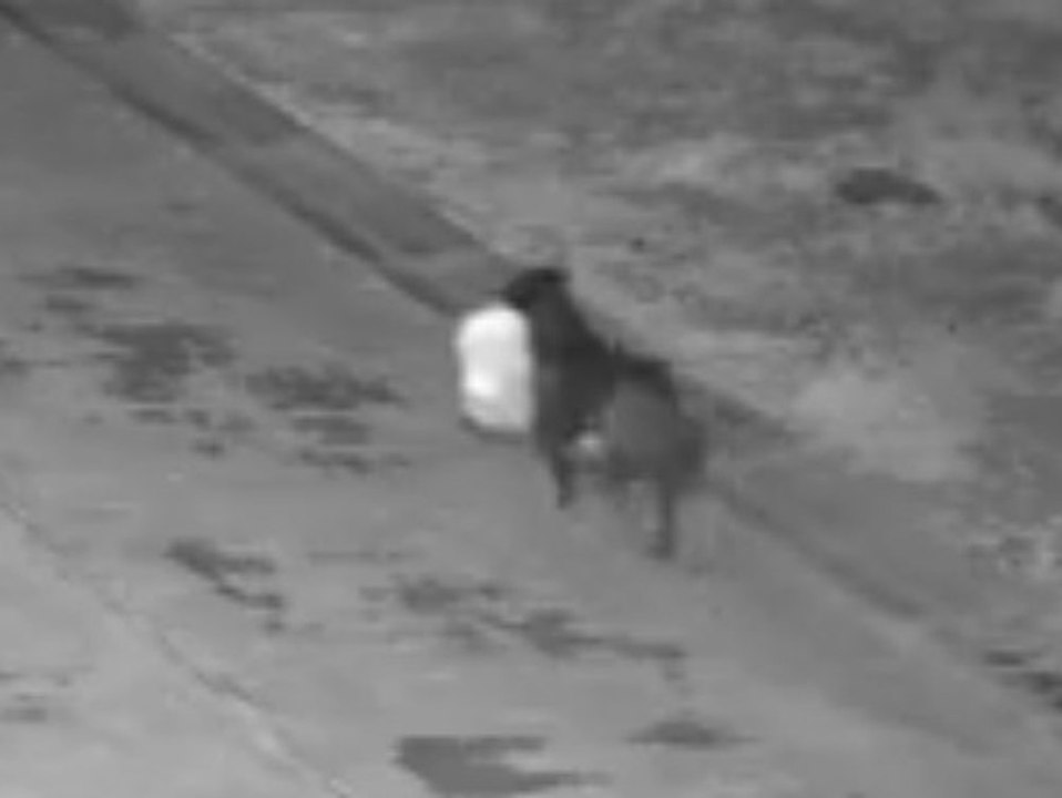 Genial, aber kriminell: Besitzer lässt Hund illegal Müll entsorgen