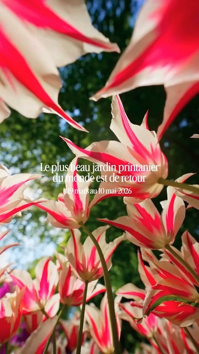 À 3h30 de Lille, Keukenhof revient ce printemps et il ne faut surtout pas que tu rates ça ! 🌹🌸❤️