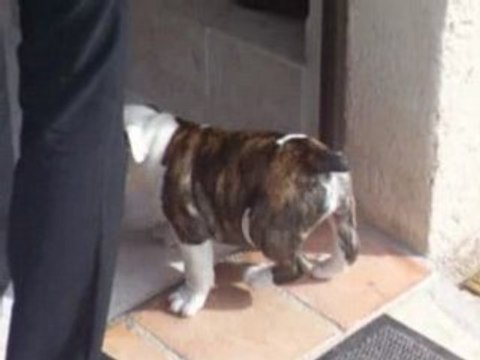 Aston bulldog anglais 2mois