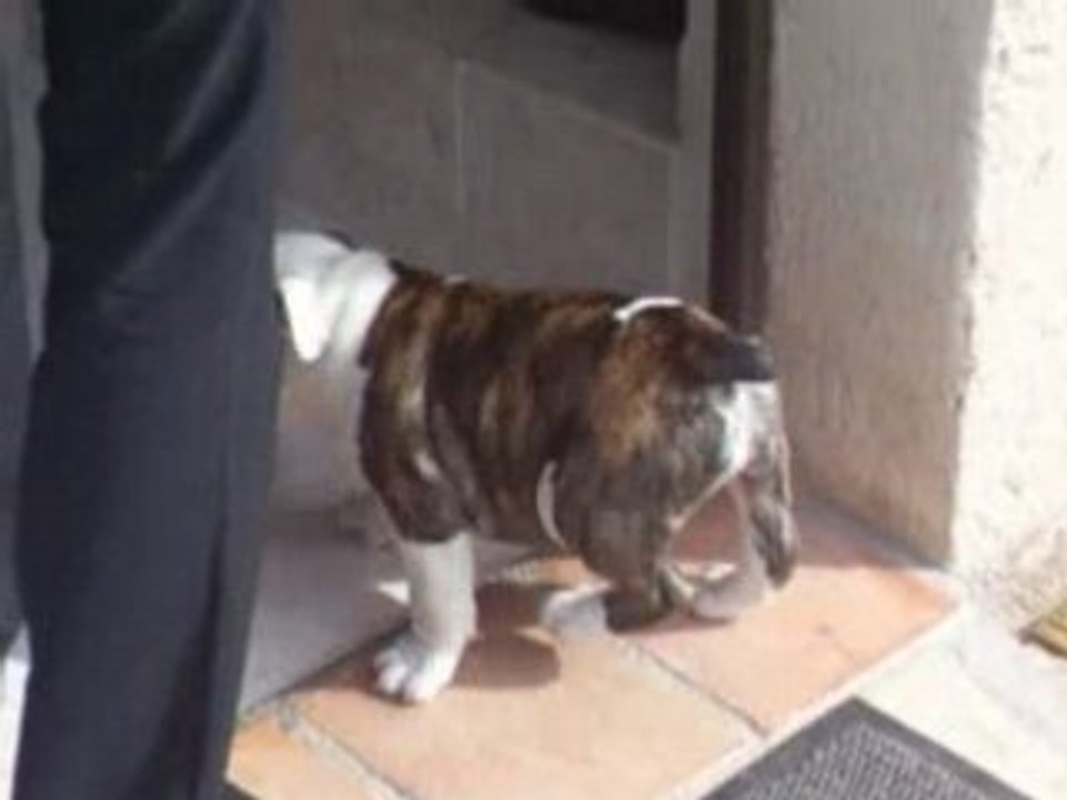 Aston bulldog anglais 2mois