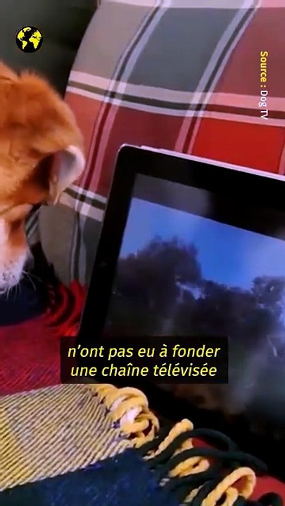 Faudra-t-il bientôt surveiller le temps d'écran de nos animaux ?