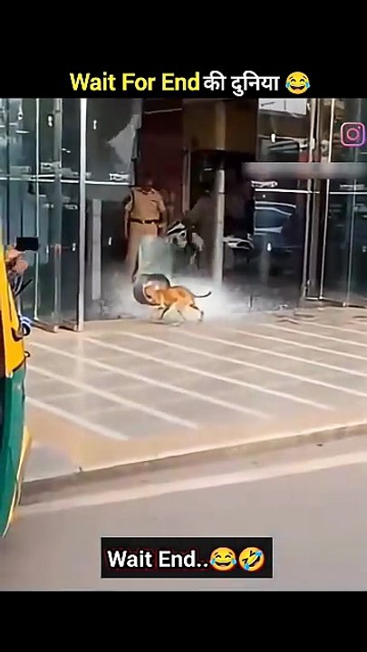 जानवरों के Gajab कारनामें 😂 wait for twist 🤣 #funny #animals #shorts (1)