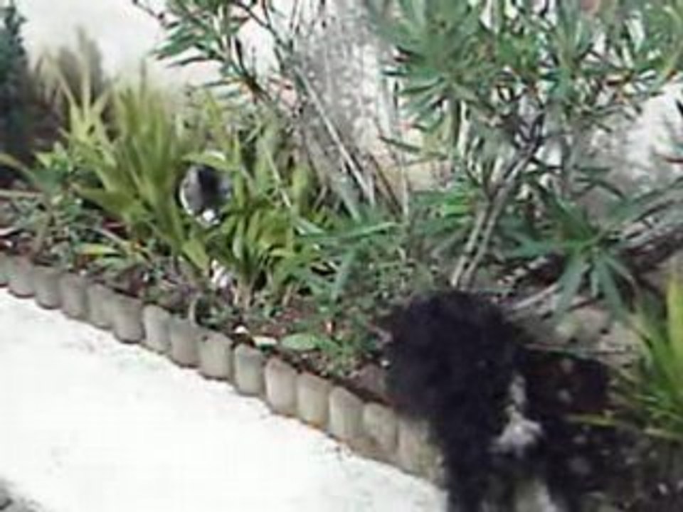 daisy