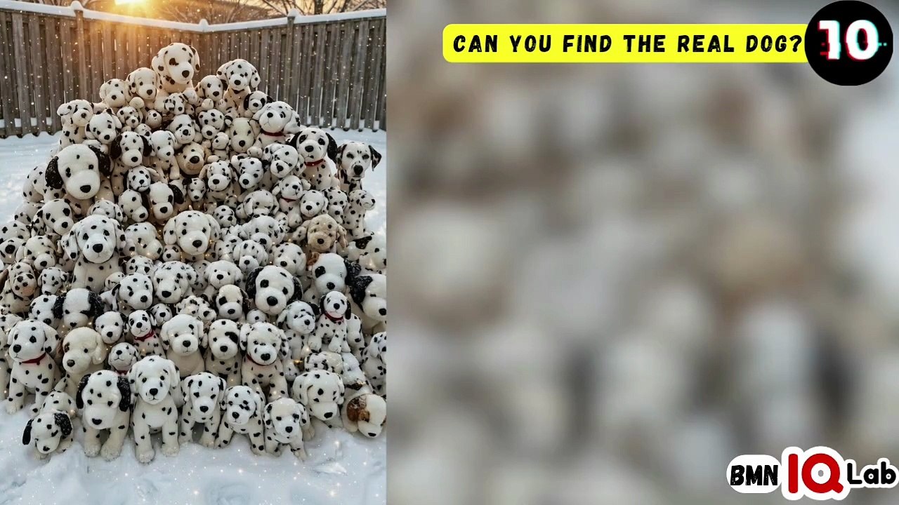 #YourEyesVsTheDogs 👀⚔️🐕 Can You Find The Real Dog? (P.1) 🐕