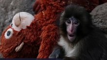 Punch, an abandoned baby monkey, finds comfort in stuffed orangutan