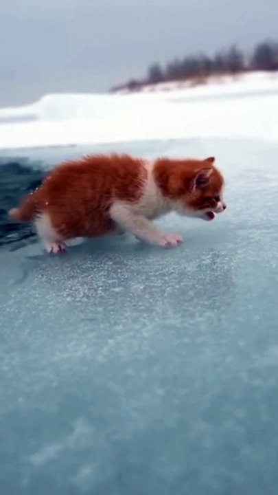 Frozen Kitten on Thin Ice — Saved Just in Time ❄️🐱