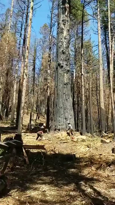 Ces bucherons coupent un arbre immense... travail à haut risque