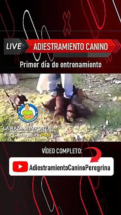 El Pastor Belga Malinois