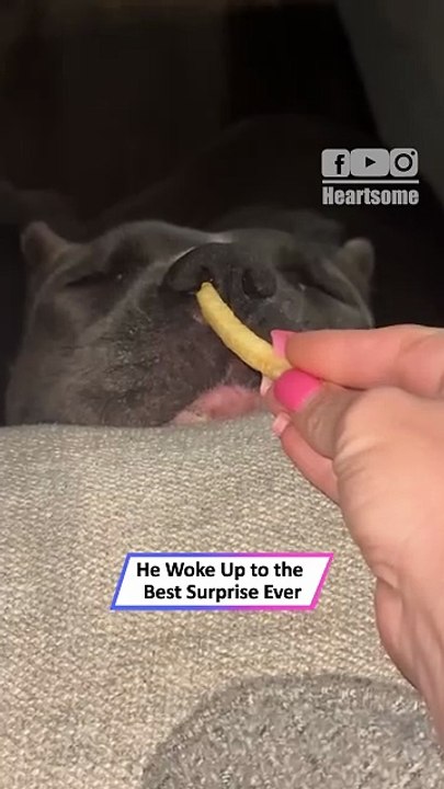 Sleeping XL Bully Wakes Up to Fry—Hilarious Reaction 😂🍟|| Heartsome 💖