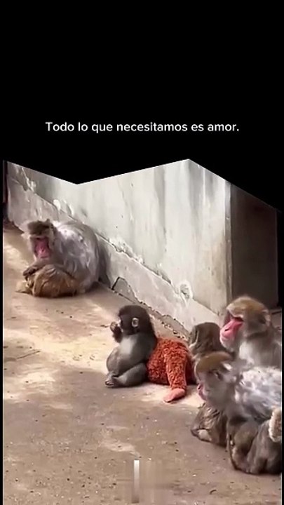Mono viral de internet Punch