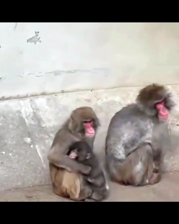 Punch, el monito más viral de internet