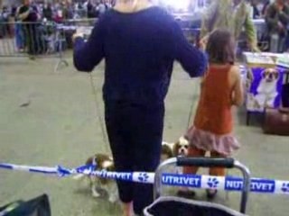 100_1552cavalier king charles expo chartres