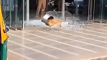 जानवरों के Gajab कारनामें 😂 wait for twist 🤣 #funny #animals #shorts