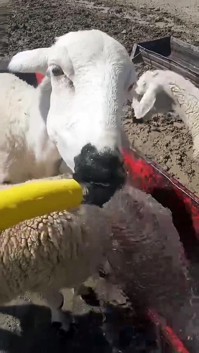 You Won’t Stop Laughing! Funny Sheep Drinking Water 😄