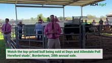 Watch the top-priced bull being sold at the Days and Allendale Poll Hereford sale