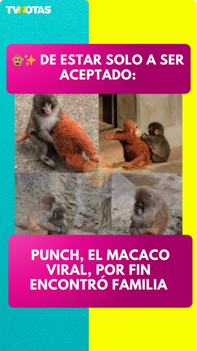 Punch, el macaco viral, por fin encontró su lug...