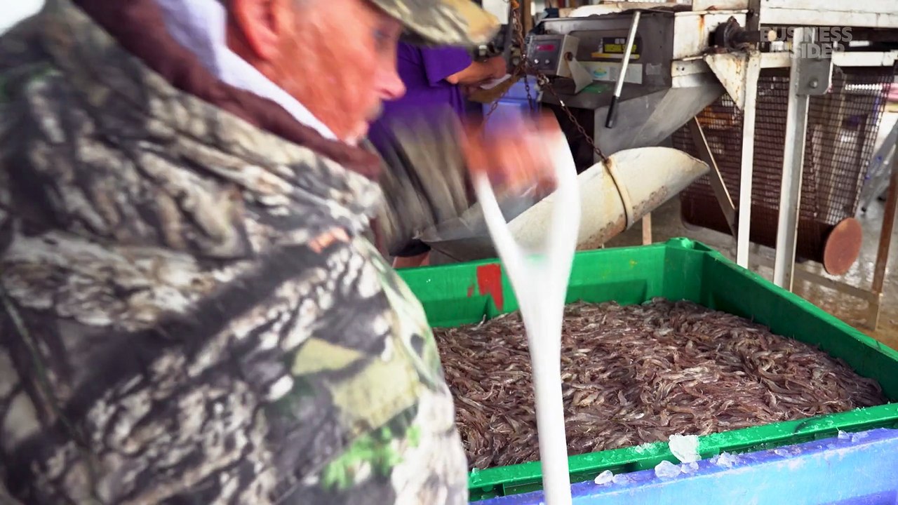 From Gujarat to the Gulf: the shrimp industry's tariff whiplash
