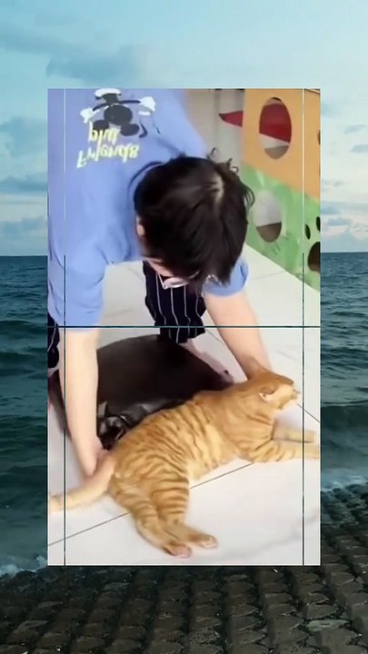 Karate Cat .🤣🤣🤣