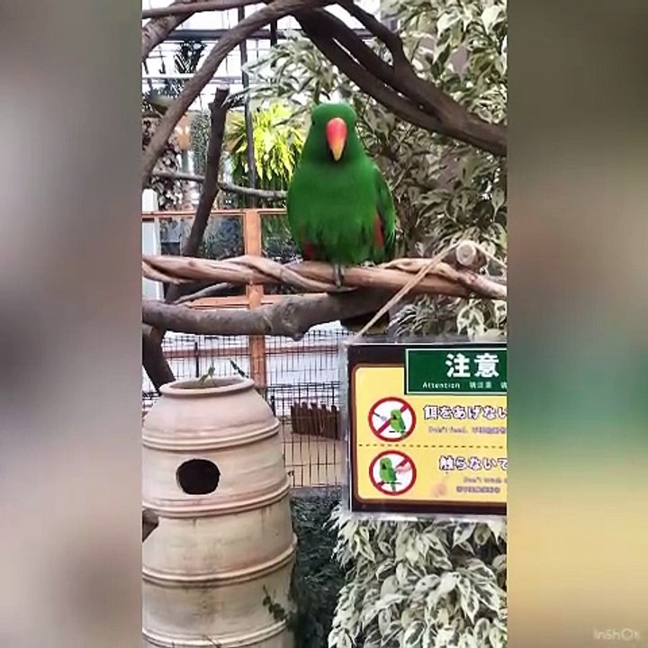 A Male Moluccan Electus Is Calling Out Energetically